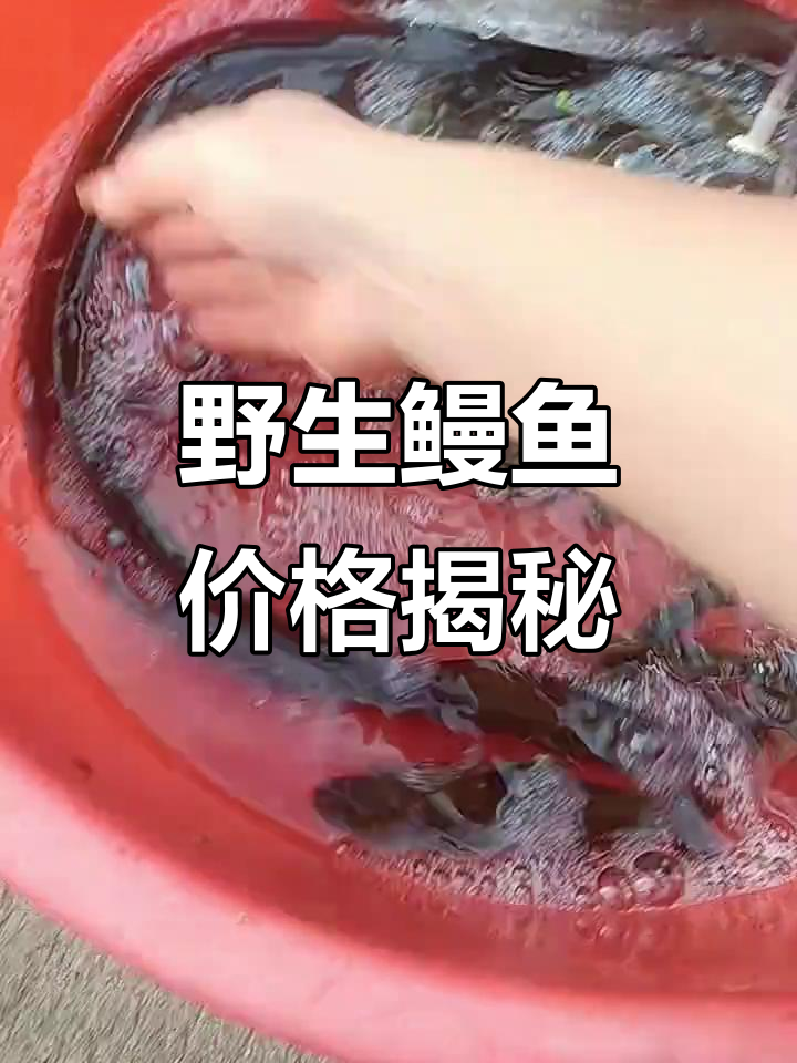 野生鳗鱼力大无穷,140元一斤值不值?