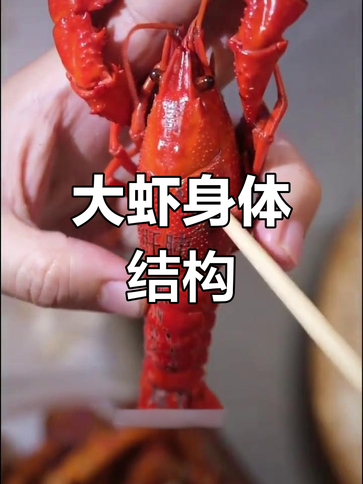 虾的内部构造解析