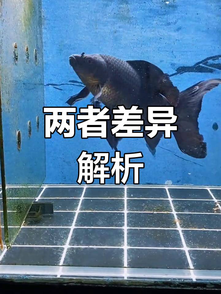 黑彗星与黑蝴蝶鲤:区别大揭秘