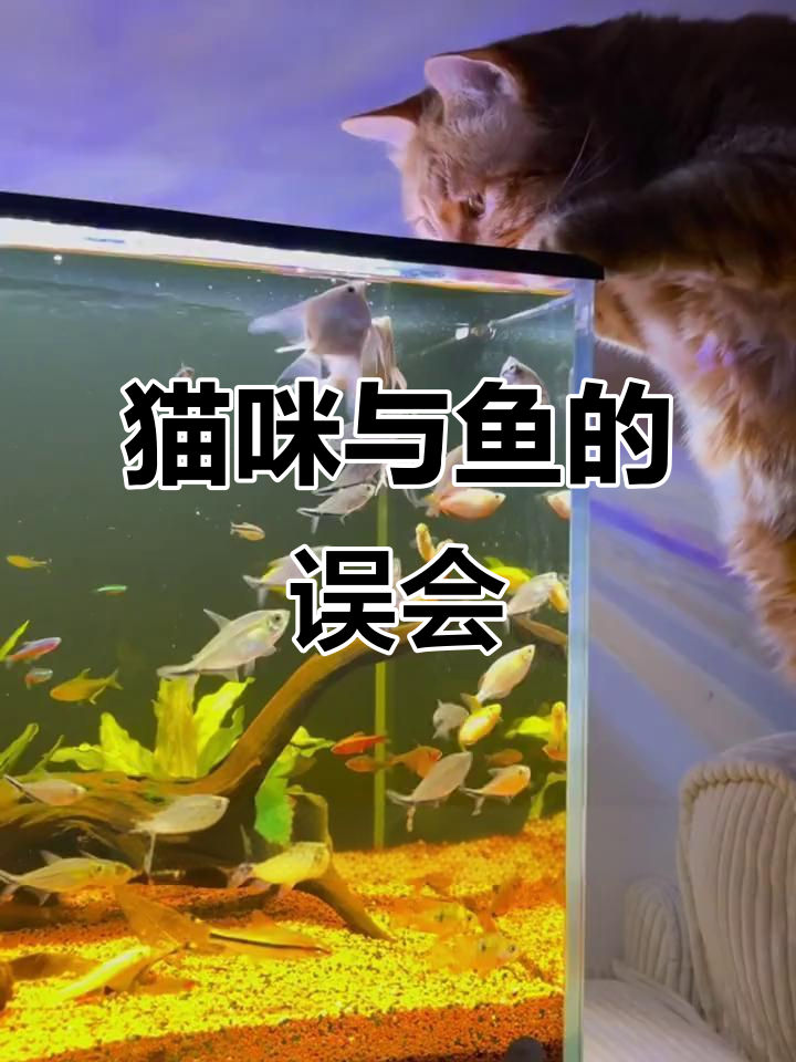 猫咪爱吃鱼?其实是个误解,真相揭晓!