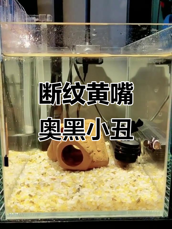 奥黑小丑的独特魅力:断纹黄嘴之美