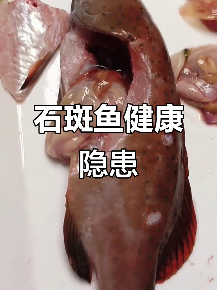 石斑鱼养殖常见问题解析:肝脏萎缩、肠炎与坏死症状