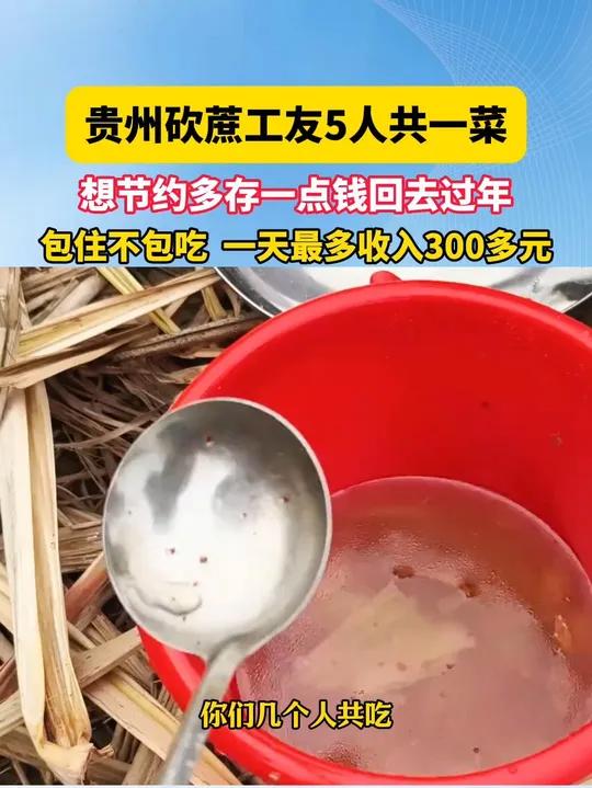 12月3日 广西柳城,贵州砍蔗工友5人共一菜,想节约多存一点钱回去过年,包住不包吃 一天最