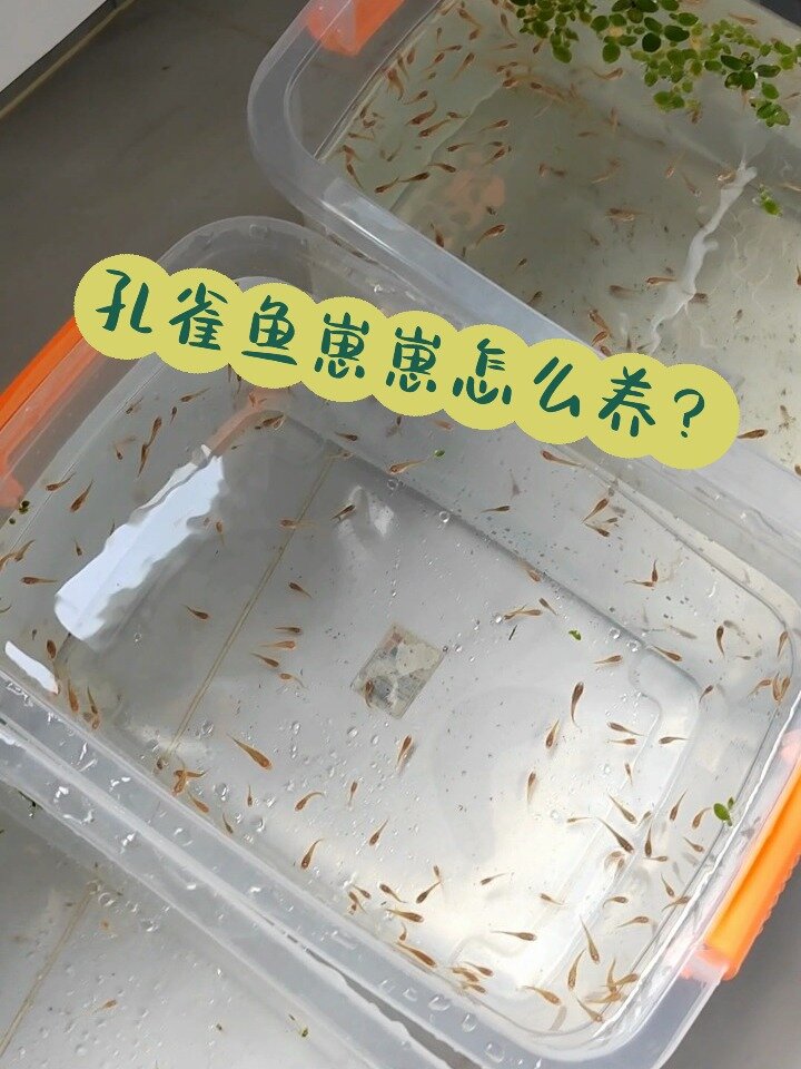 孔雀鱼宝宝怎么养?