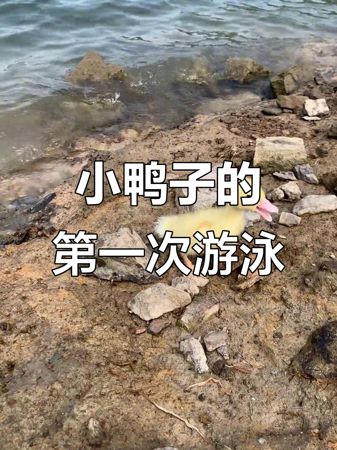 小鸭子首次学游泳,萌态十足!