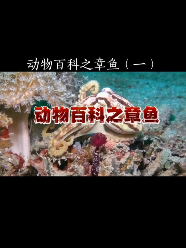 动物百科之章鱼一