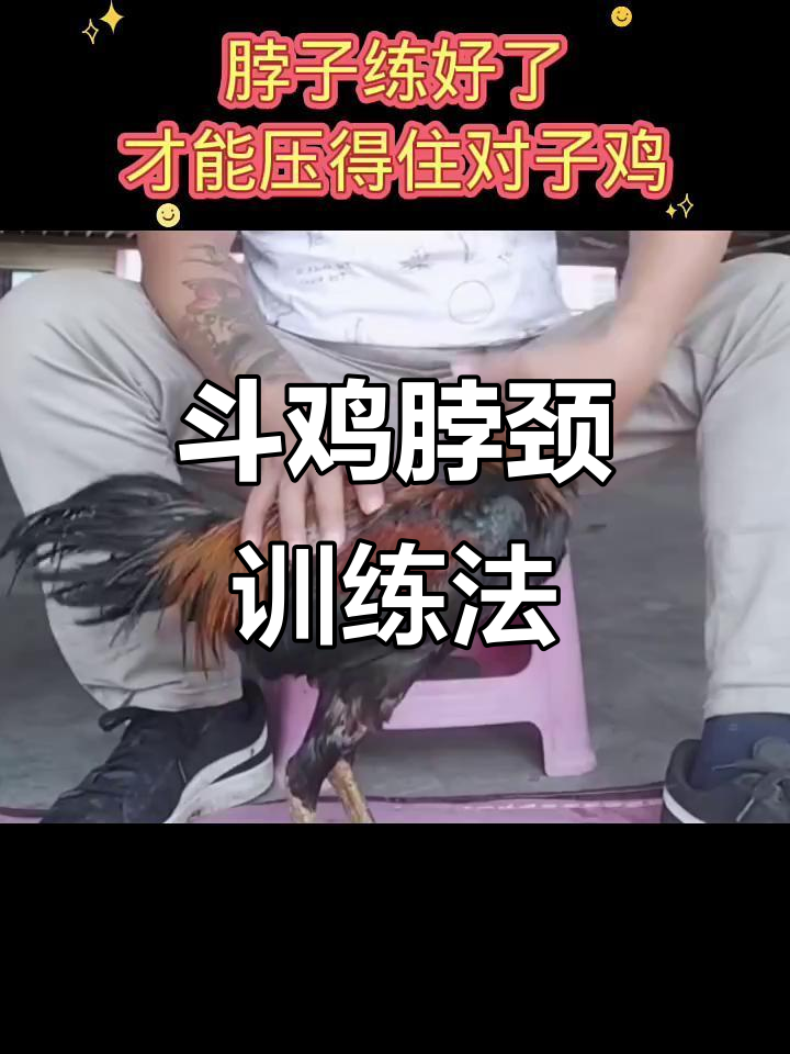 斗鸡脖子训练技巧,压制对手更稳