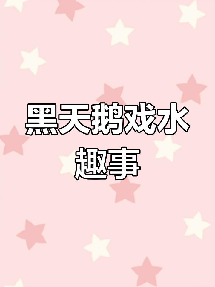 3月18日,莲花池公园四只黑天鹅戏水萌态足