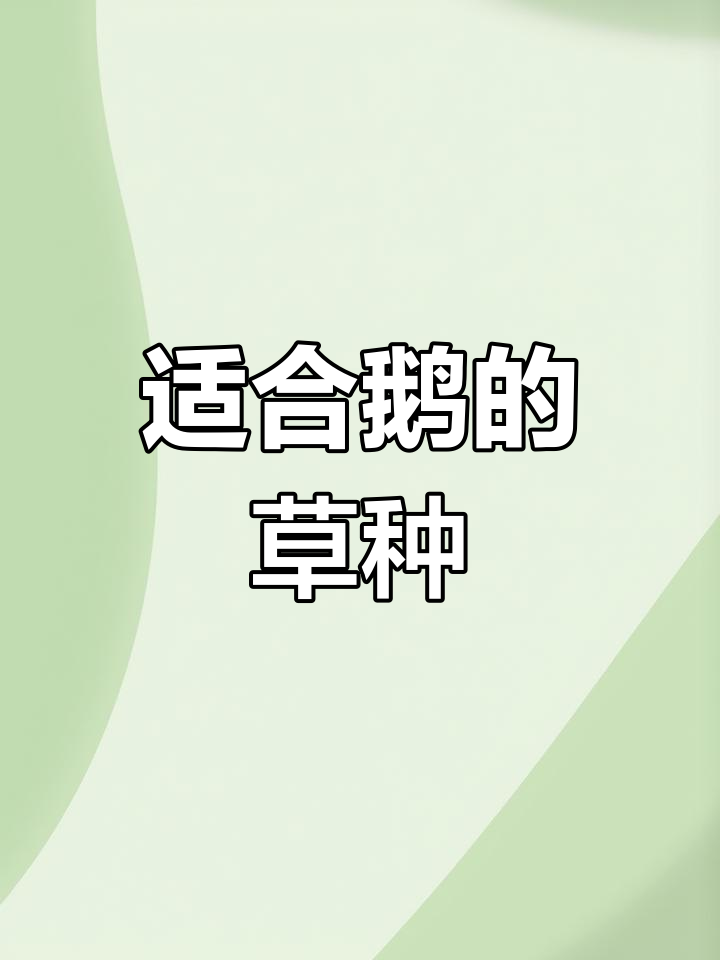 鹅最爱吃的草是什么?选对牧草才能养得肥