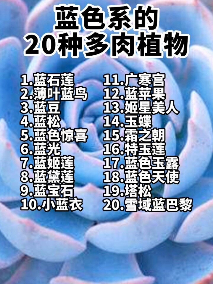 蓝色系的20种多肉植物