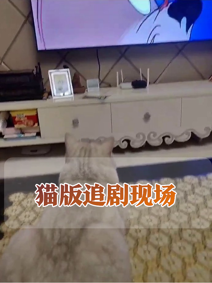 猫咪沉迷《猫和老鼠》,看杰瑞戏耍汤姆时尾巴都不抖