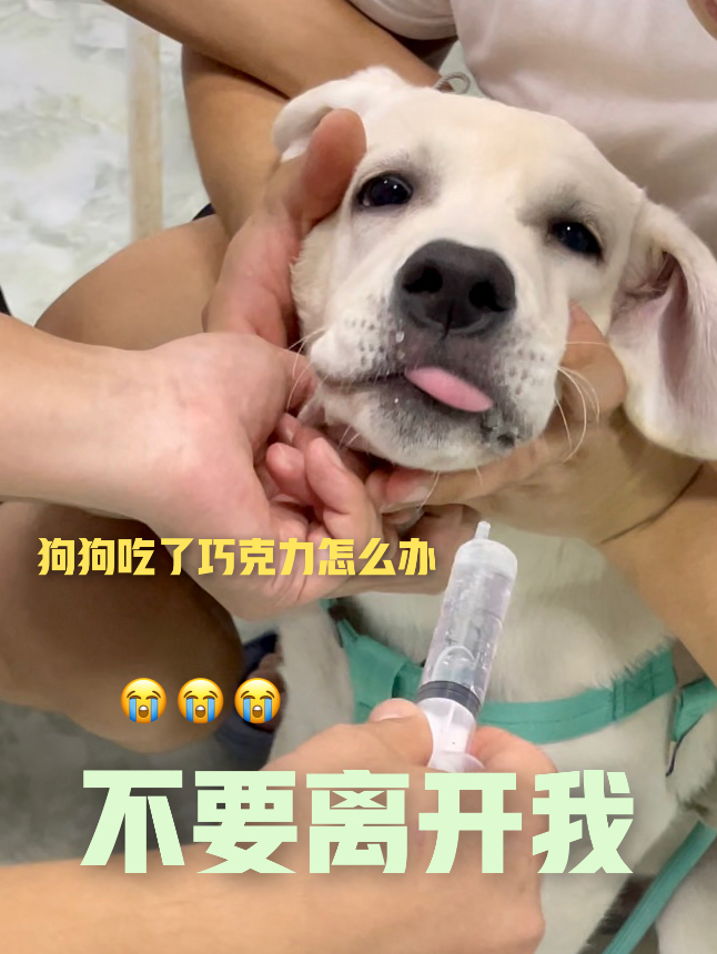 狗吃了巧克力,差点没命了
