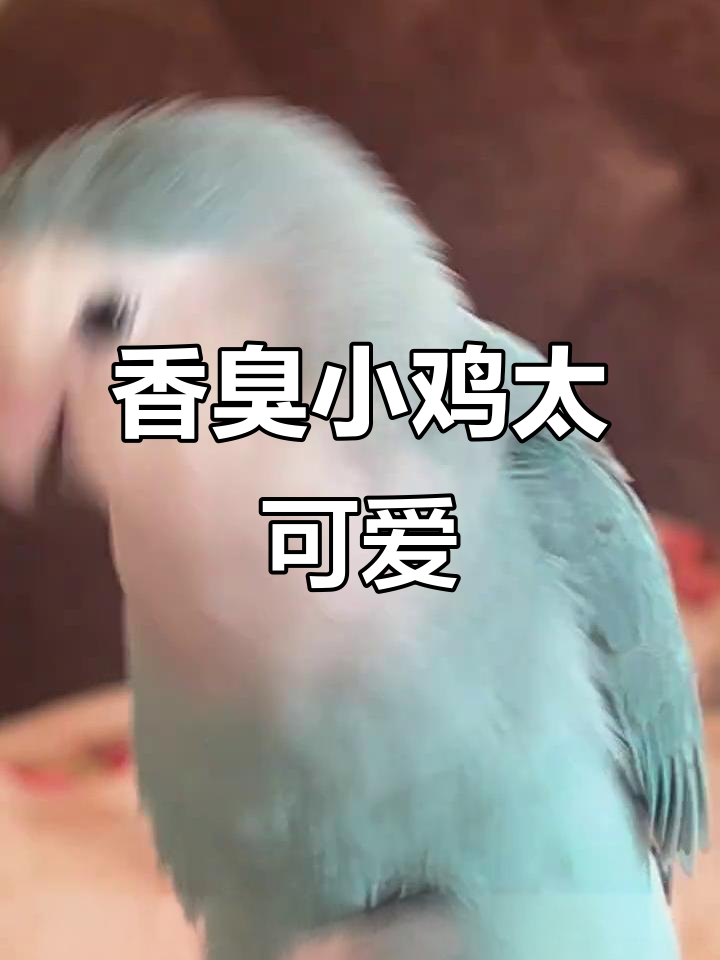 小鸡的香气与臭味,呆萌又可爱