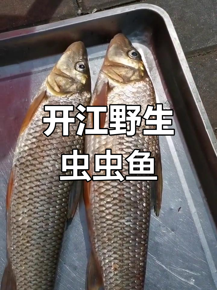 野生虫虫鱼大揭秘，鲜美无比！