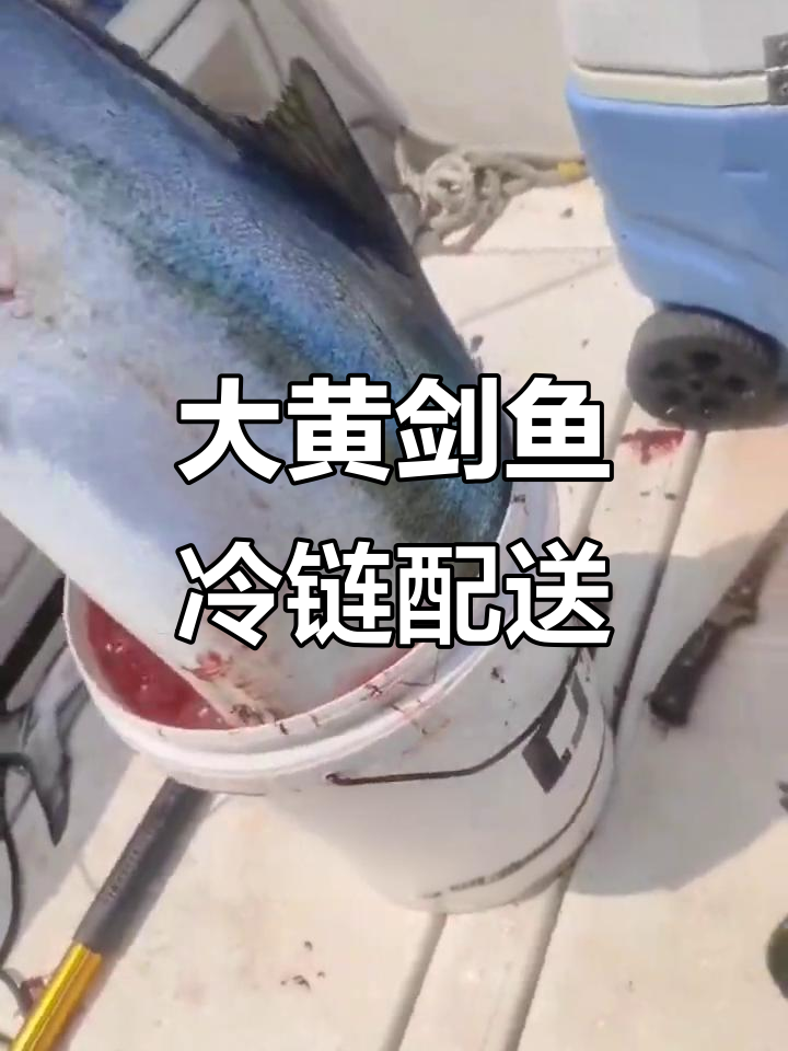 獐子岛大黄剑鱼新鲜到货，冷链发货确保品质