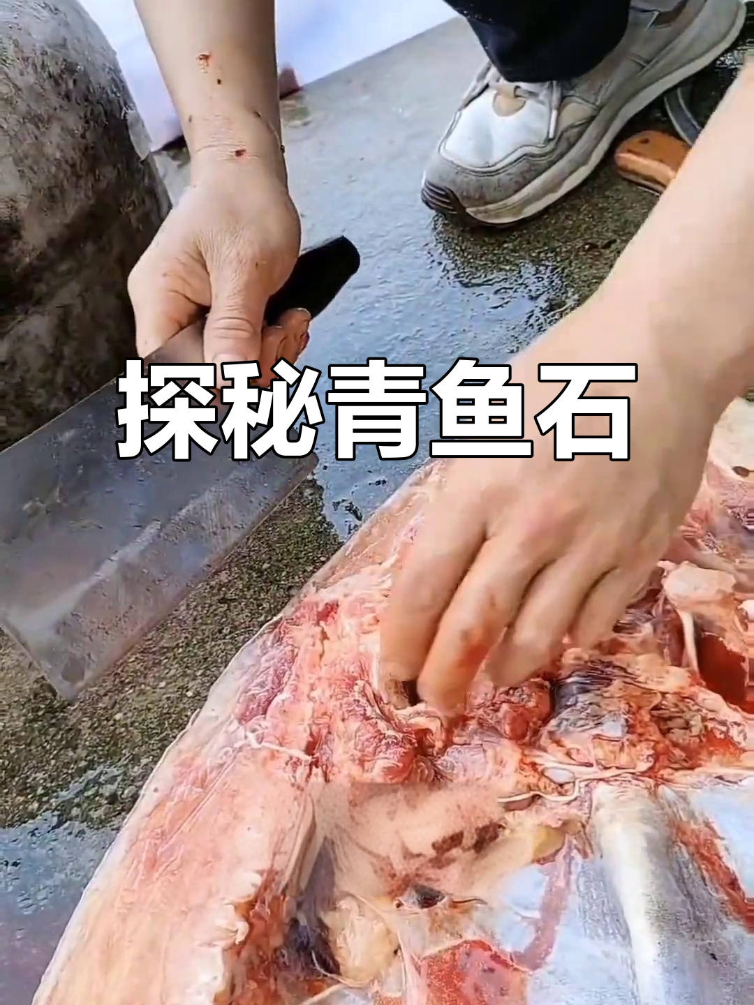 青鱼石:藏在鱼上颚的神秘宝贝,竟有如此作用!