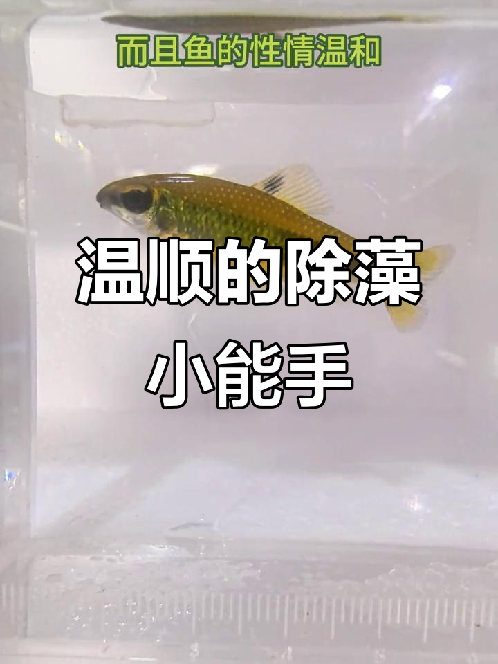 绿带经典皇冠:温和除藻鱼,适合中小型水族箱