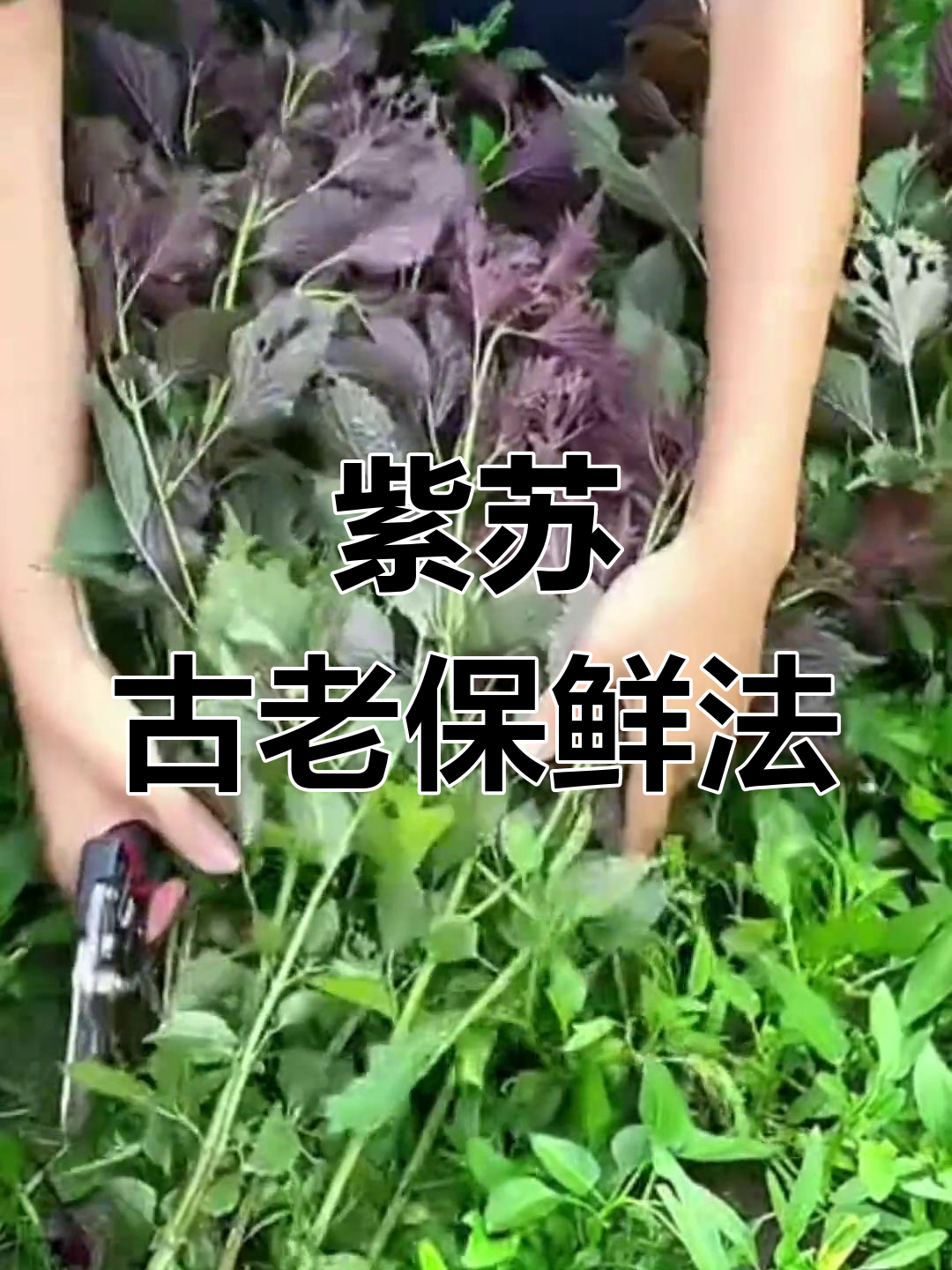 农村常见却少人知的紫苏,竟是古代肉类保鲜秘方