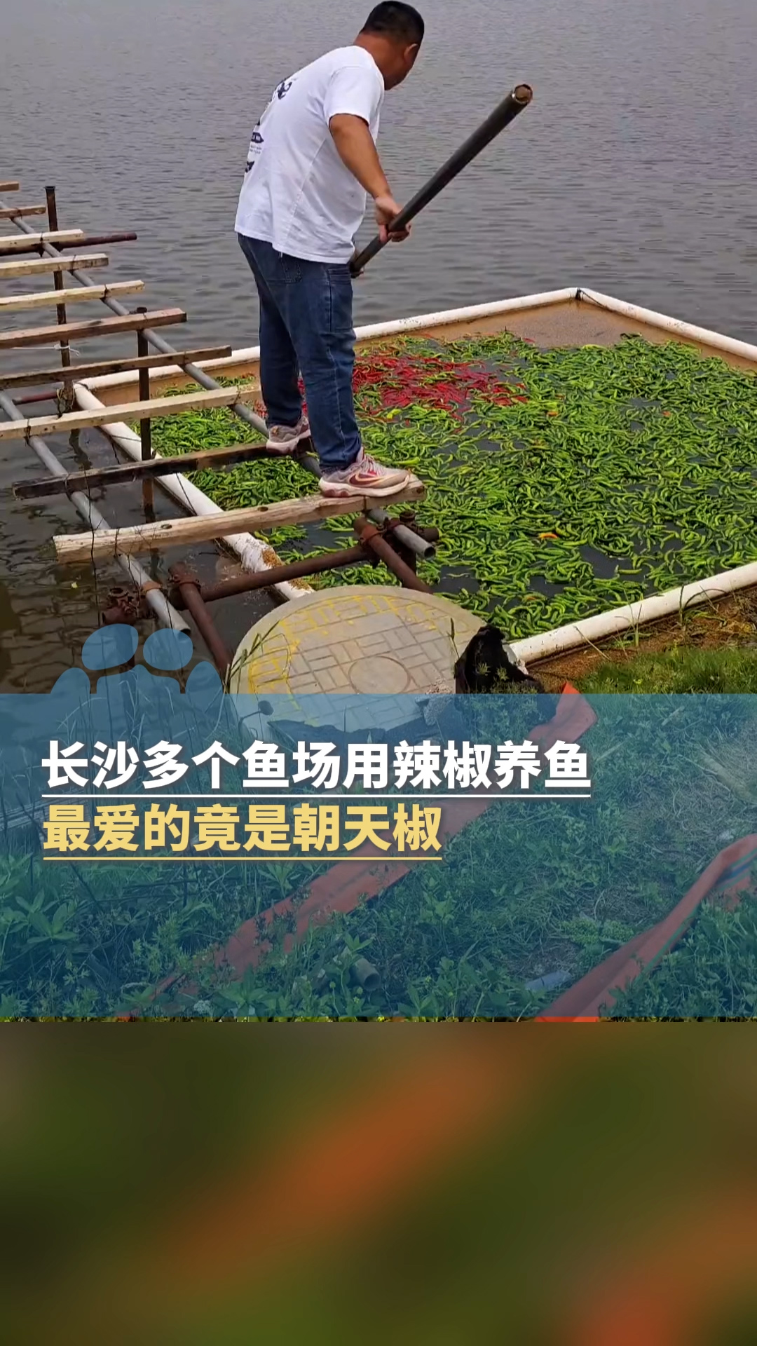 11月6日报道,长沙多个鱼场用辣椒养鱼