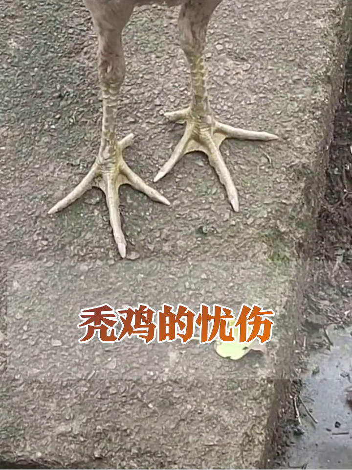 秃毛鸡和隔壁大哥的鸡界迷惑行为大赏