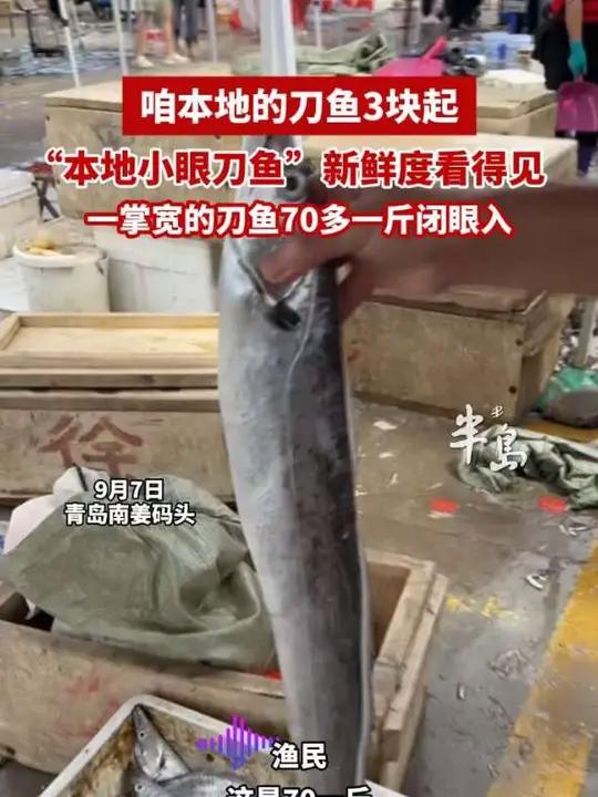 本地“小眼刀鱼”人气超高,一掌宽的刀鱼70多元一斤,码头小刀鱼只卖3块钱(半岛全媒体记者 