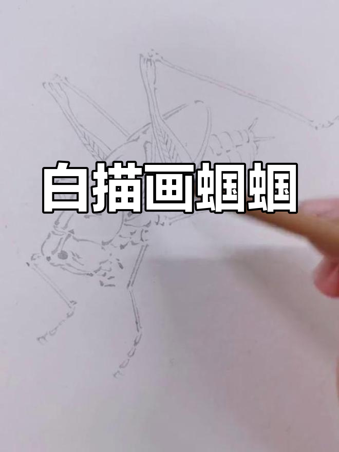 轻松学画蝈蝈,掌握白描技巧