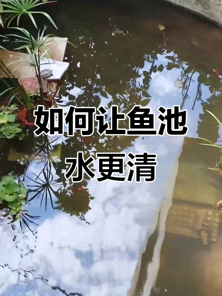保持大型鱼池水质清澈的秘诀，过滤器不够！