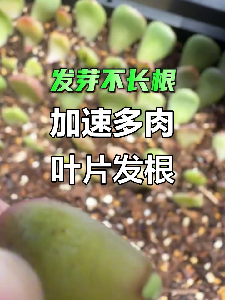 多肉叶插只长根不发芽?教你快速出芽的方法