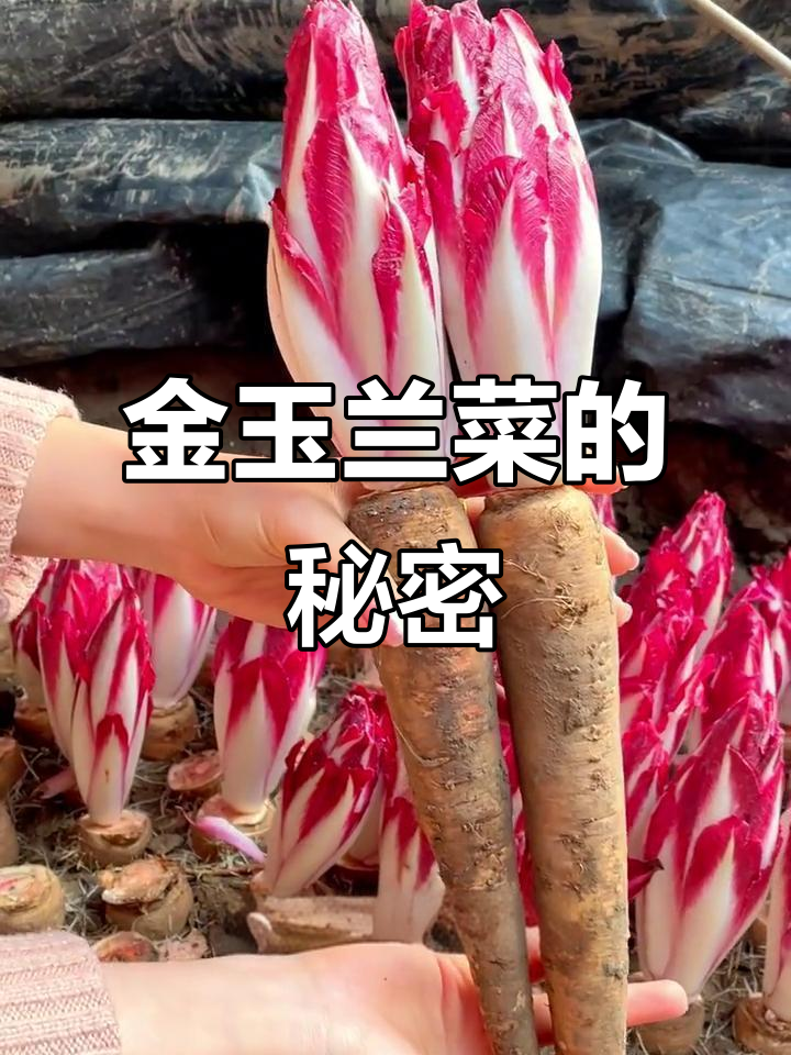 欧洲贵族蔬菜金玉兰菜，营养丰富口感鲜嫩