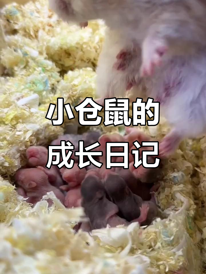 仓鼠宝宝成长全纪录,萌态百出!