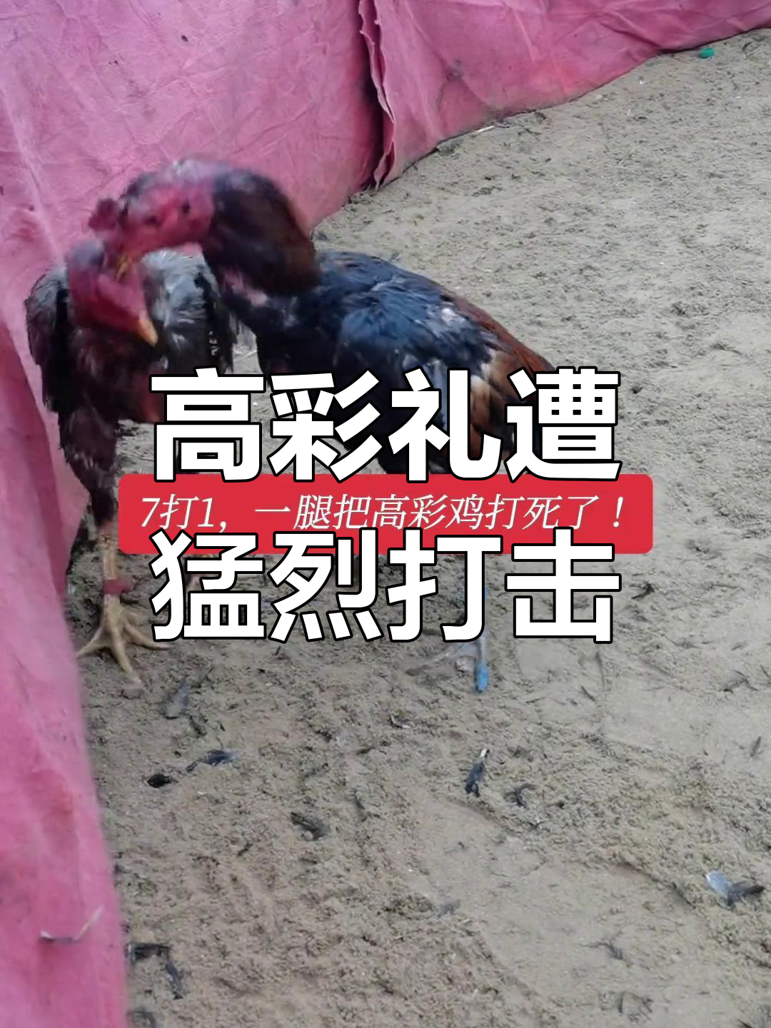 7打1,高彩礼被一腿击倒!斗鸡场上的惊险瞬间