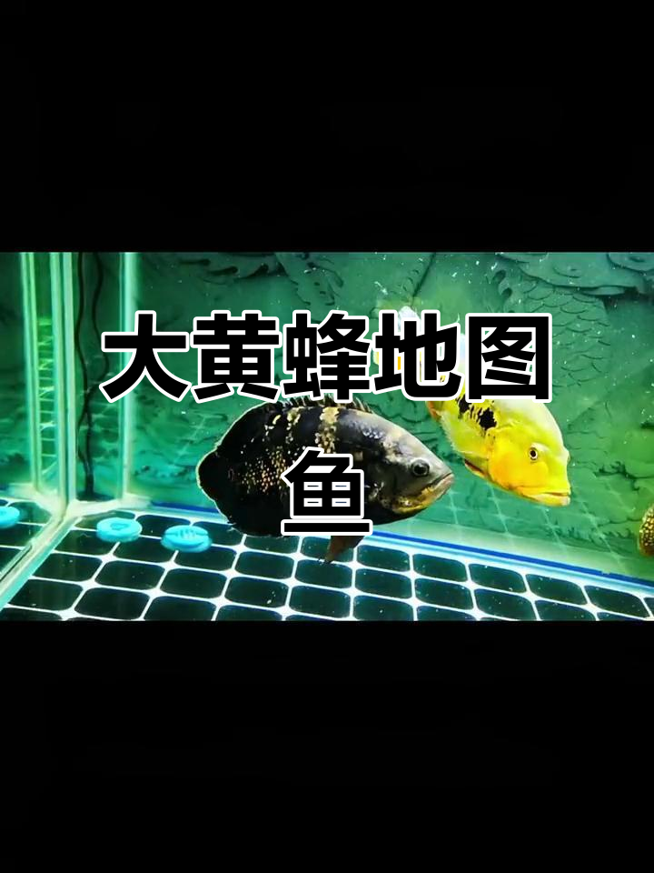 人工大黄蜂地图鱼，超酷炫的观赏体验