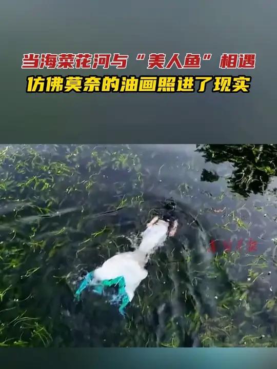 当海菜花河与“美人鱼”相遇,仿佛莫奈的油画照进了现实