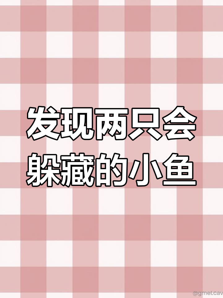 小宇赶海发现躲藏的燕尾鱼,石头缝里藏着两条小鱼