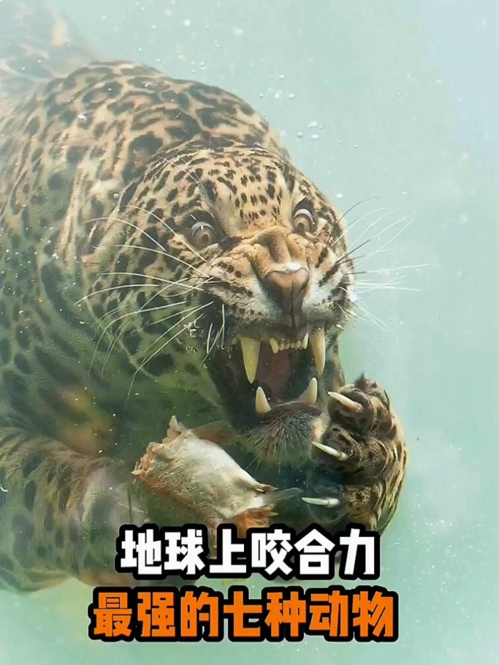 咬合力最强的七种动物