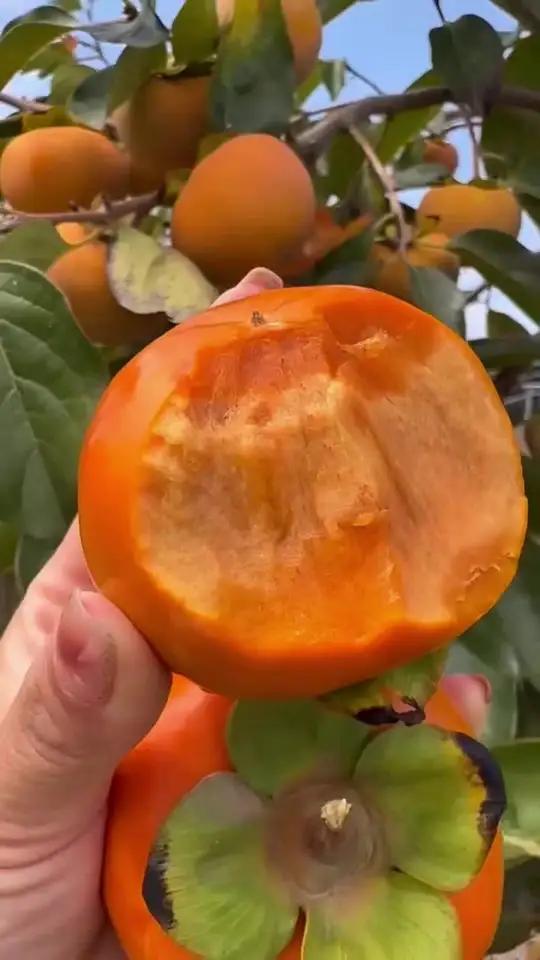 巧克力脆甜柿子树苗果实口感甜脆,无需脱涩
