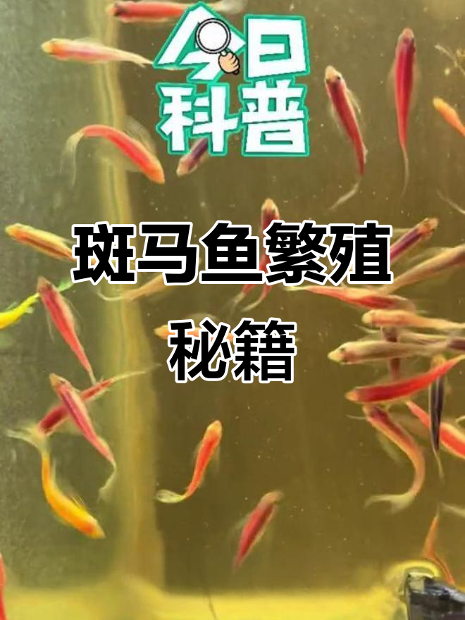 1分钟学会斑马鱼产卵，轻松掌握三大关键因素！