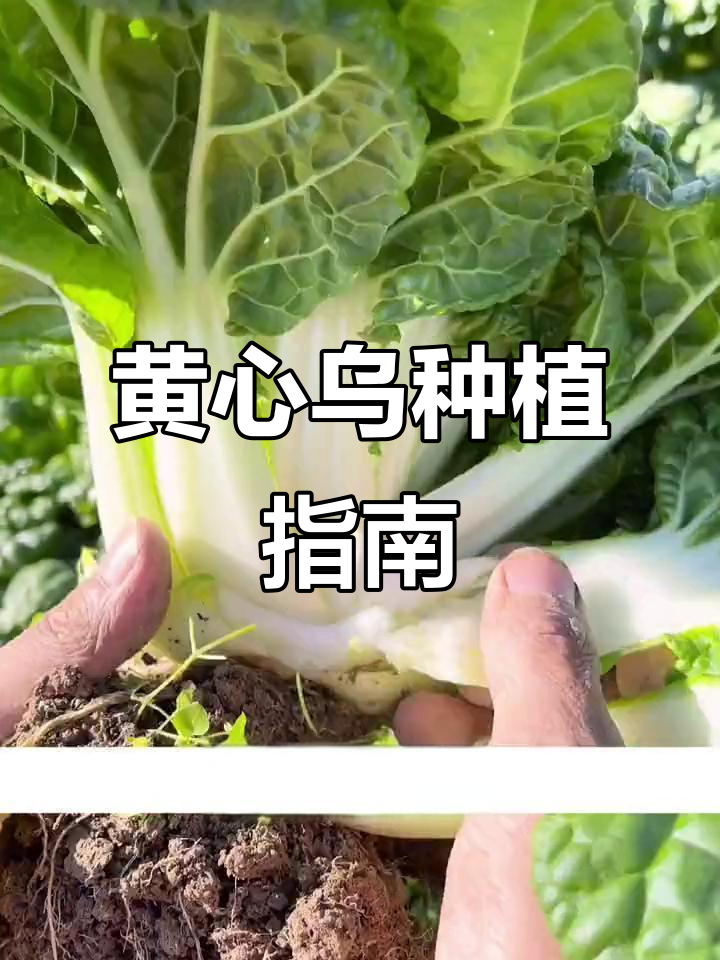 秋天种黄心乌塔菜,耐寒零下20度,冬季也能吃新鲜蔬菜