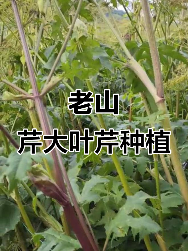 吉林火山农业:老山芹与大叶芹的种植与培育技术