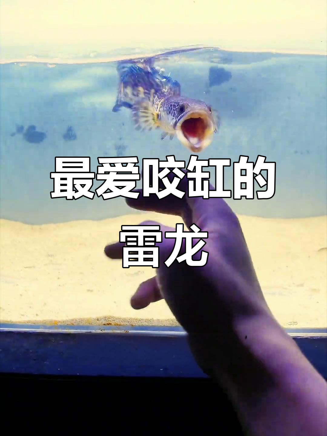 雷龙鱼咬缸排行:哪些最容易闹腾?