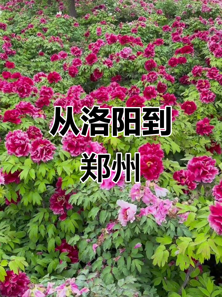 失业第4天,从洛阳到郑州的迷茫与坚持