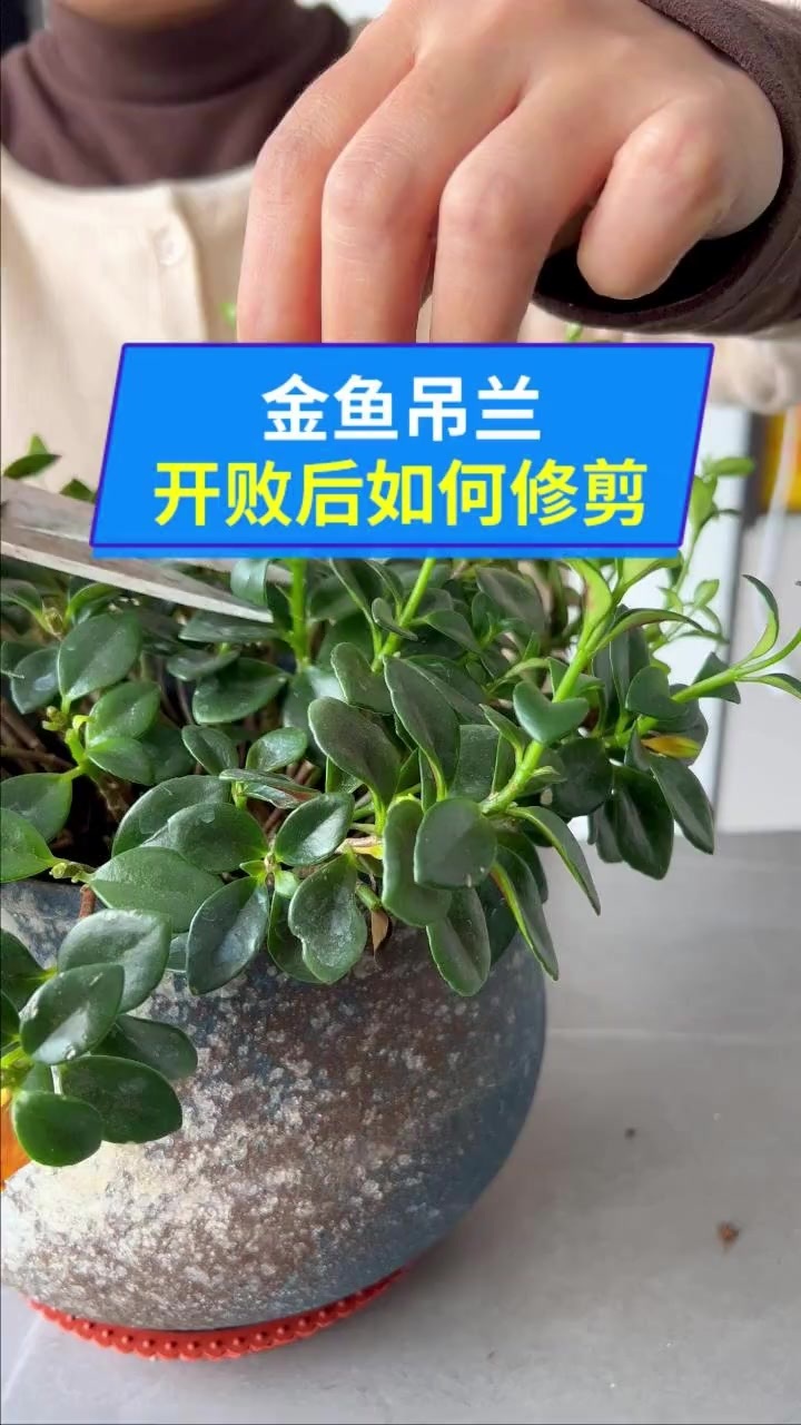 金鱼吊兰,寓意着年年有余,好养易活