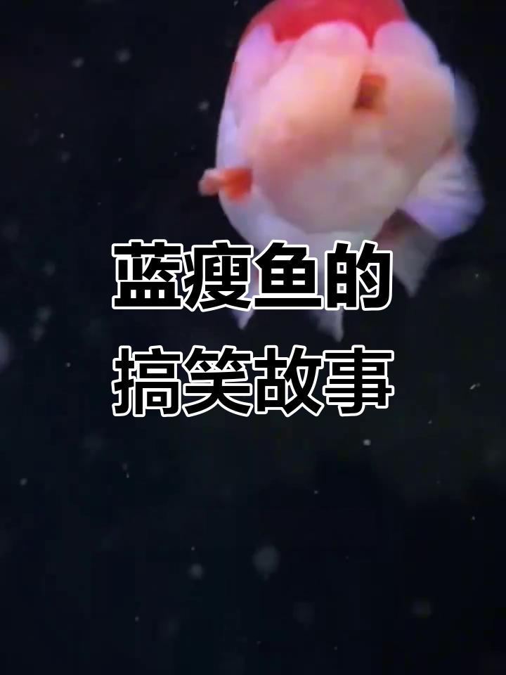 蓝瘦鲸鱼:呆萌可爱,能认主人