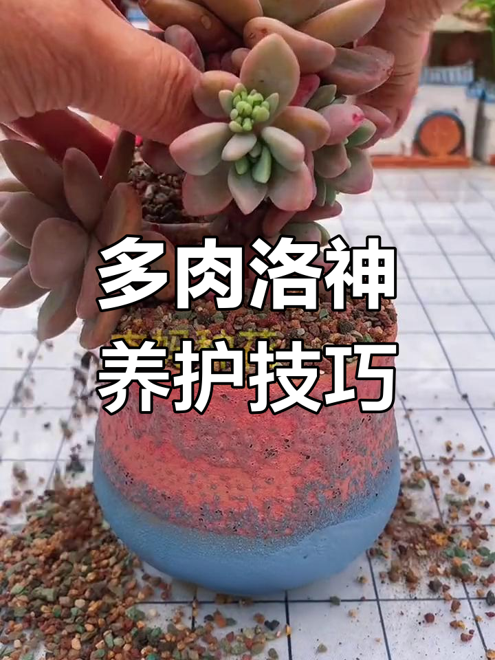 洛神多肉爆仔后,如何正确养护才能快速长大?
