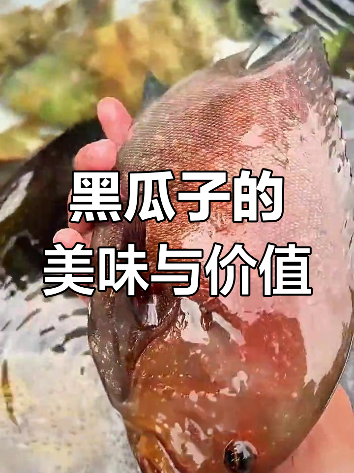 南海黑瓜子:肉质鲜美,价格实惠