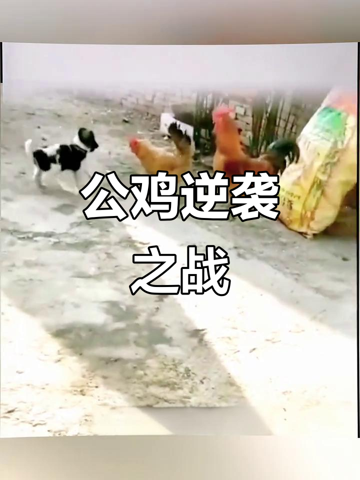 母鸡挑战公鸡,结果反被反击,无奈只能硬着头皮迎战