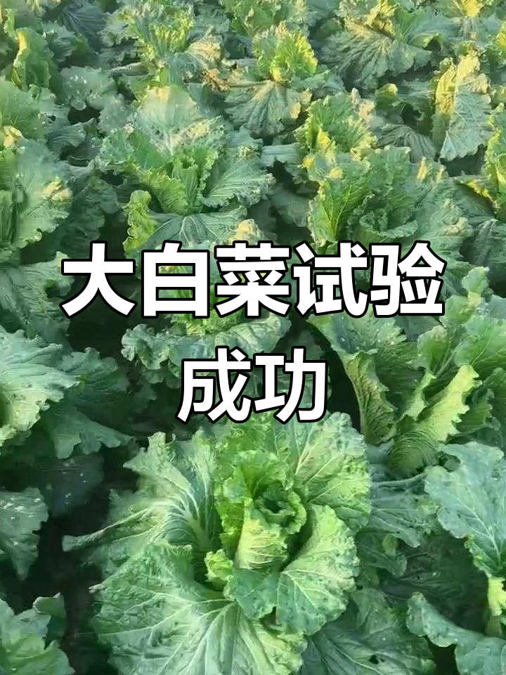 津绿75大白菜实验田表现良好