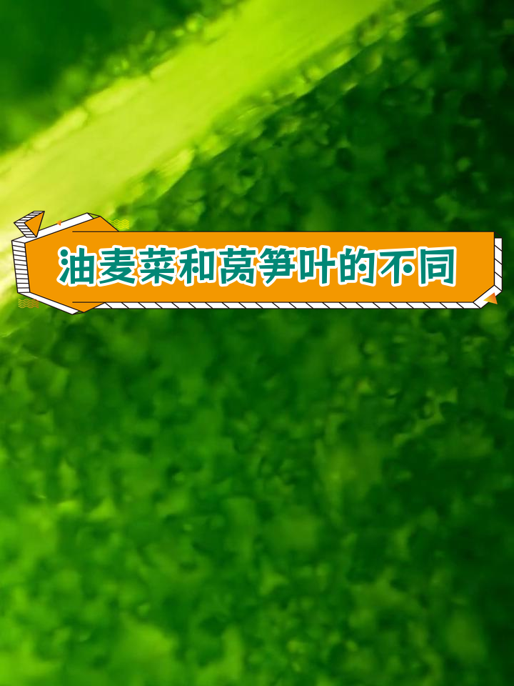 油麦菜与莴笋叶的区别解析