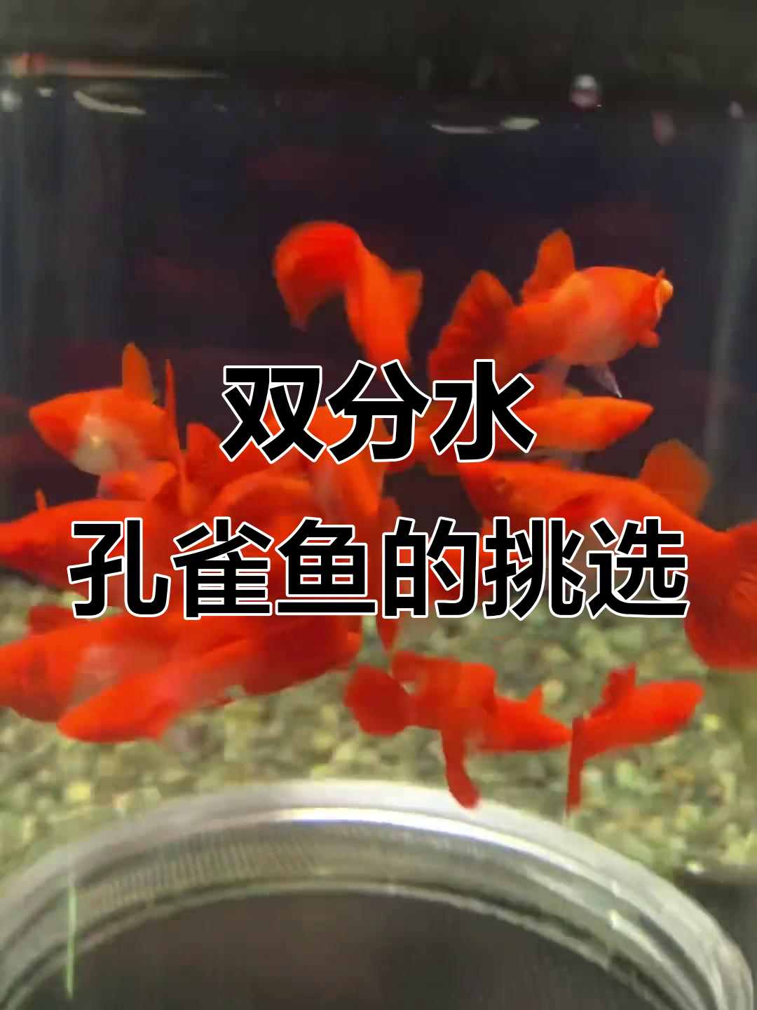 鸿运当头双分水孔雀鱼:从淘汰到精挑细选,打造极品