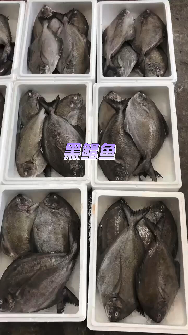 天然黑鲳鱼